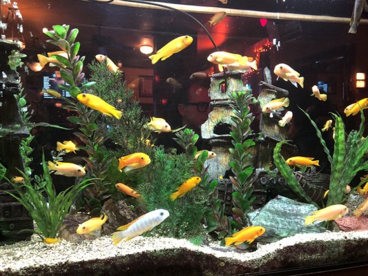 Photo of Dive 75 - New York, NY, US. There's a fish tank!