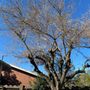 Photo of About Trees