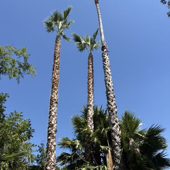 ArborCare - Beautiful result - Tree Services Near Me ArborCare - Beautiful result - Tree Services Near Me