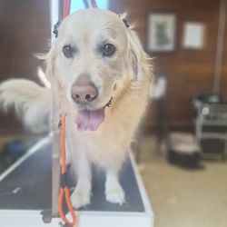 Perrysburg Pet Lodge & Spa - From baths and brush-outs to tidy trims and bows, we make sure every pup leaves looking (and feeling) their absolute best.