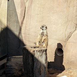 Meerkat
