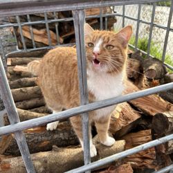 Placer Firewood - Wood and a cat