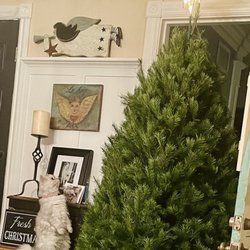 Rudy's Christmas - Gazu is star gazed. Tree is full and beautiful!