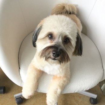 My BFF Grooming - Pet Groomers Near Me