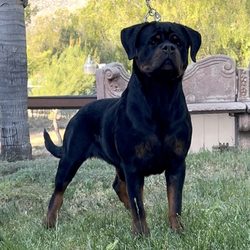 Von der Obersten Rottweilers