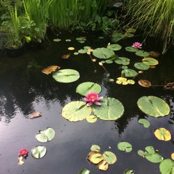 Start Where You Are Yoga - Pond in the Garden. Interoception Yoga Studio.