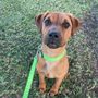 Photo of Adventure Tails Pets