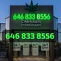 Opuntia Cannabis