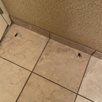 Hampton Inn & Suites Vicksburg - Bugs in bathroom - Hotels Near Me - Vicksburg, Mississippi Hampton Inn & Suites Vicksburg - Bugs in bathroom - Hotels Near Me - Vicksburg, Mississippi