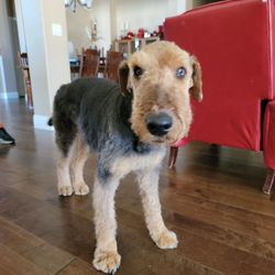 Barking Lot - Home from barking lot and looking good.