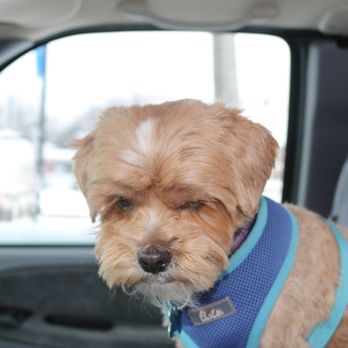 Star Veterinary Clinic - Sunny - Veterinarians Near Me - Star, Idaho Star Veterinary Clinic - Sunny - Veterinarians Near Me - Star, Idaho