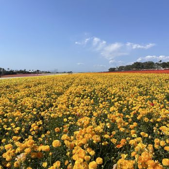 The Flower Fields - Flower field close up - Venues & Event Spaces Near Me - Carlsbad, California