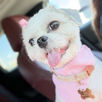 Happiness Grooming - My Dog Skye - Pet Groomers Near Me - Van Nuys, California