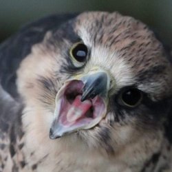 World of Wings Birds of Prey Centre - Cricket