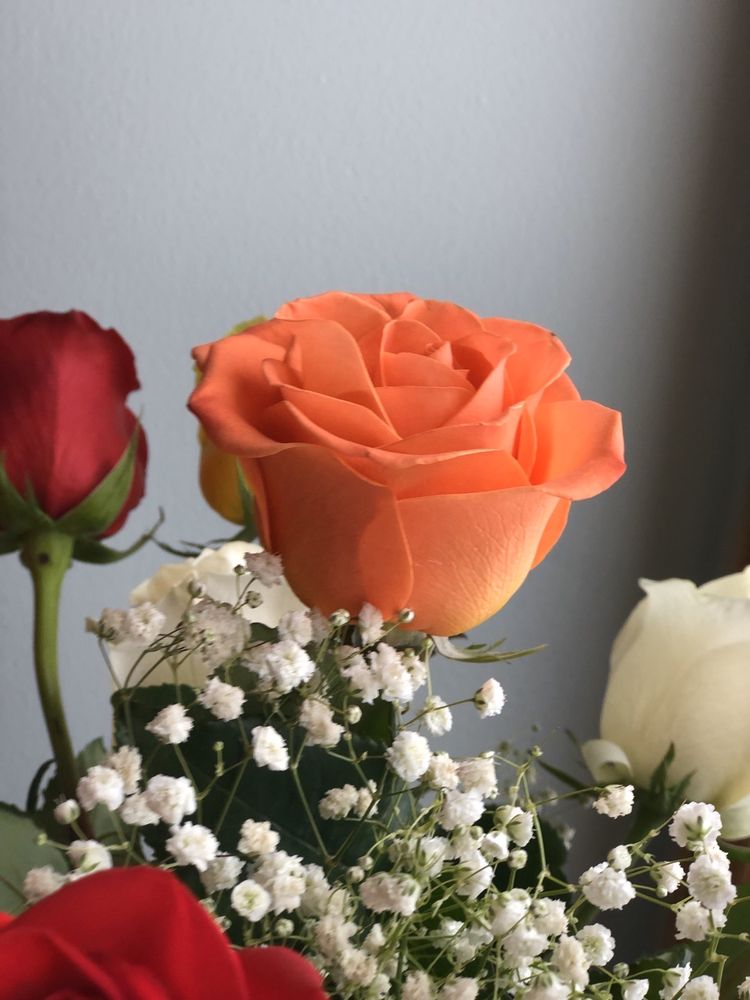 ROSE FLORAL AND GREENHOUSE 12 Photos & 22 Reviews 14298 60th St N