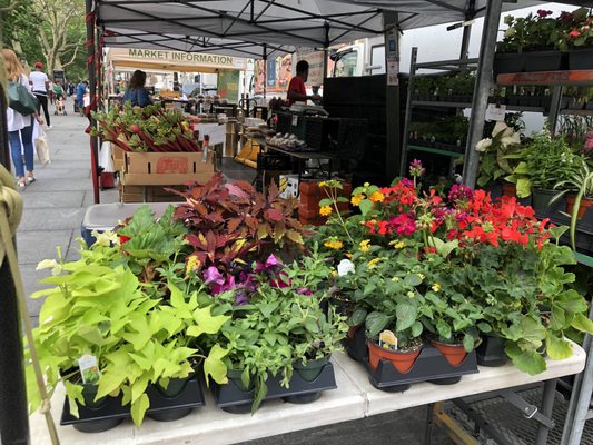 City Hall Park Greenmarket by null