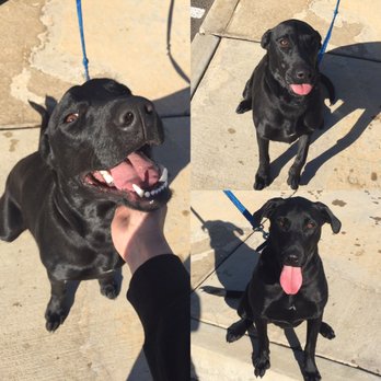Complete K9 Training - Rocky Vasquez - Pet Training Near Me Complete K9 Training - Rocky Vasquez - Pet Training Near Me