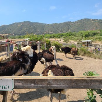 Ostrichland USA - Attraction Farms Near Me - Solvang, California
