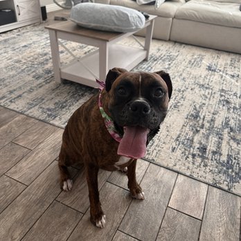 Coat & Tail Grooming - My dog loved his bath. He is always well groomed and smells great! We are happy with the service - Pet Groomers Near Me Coat & Tail Grooming - My dog loved his bath. He is always well groomed and smells great! We are happy with the service - Pet Groomers Near Me