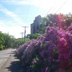 Merriam Street Bridge - Lilacs in bloom by bridge.