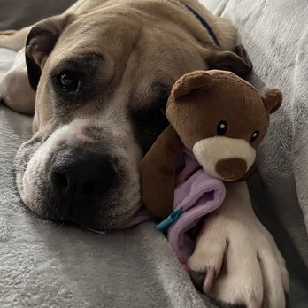Way To Behave - I may be a "Bully" but obviously a misunderstood lover, too. - Pet Training Near Me Way To Behave - I may be a "Bully" but obviously a misunderstood lover, too. - Pet Training Near Me