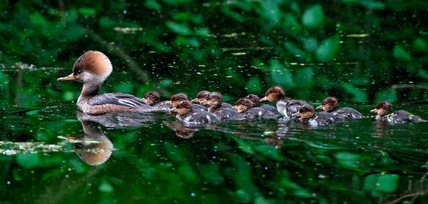 Earth Sanctuary by null