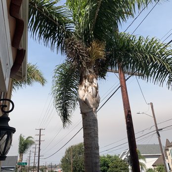 Yellow Tree Services - Before - Tree Services Near Me