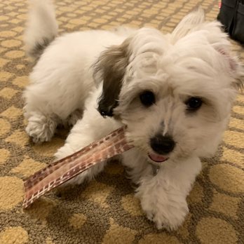 Pet Food Express - Dog luvin her new treat. - Pet Stores Near Me - San Rafael, California Pet Food Express - Dog luvin her new treat. - Pet Stores Near Me - San Rafael, California