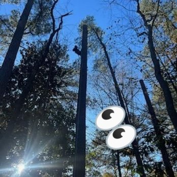 Three Tree Services - Hamilton and sons tree care - Tree Services Near Me Three Tree Services - Hamilton and sons tree care - Tree Services Near Me