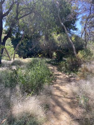 Adelaide Botanic Garden by null