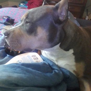 North American Purebred Registry - My little girl - Pet Services Near Me North American Purebred Registry - My little girl - Pet Services Near Me