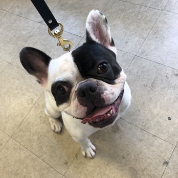 Shampooch - Happy Mozart - Pet Groomers Near Me - Brooklyn, New York
