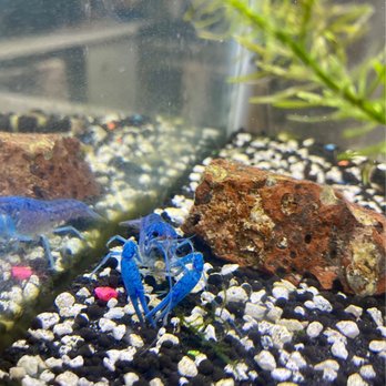 Seaside Tropical Fish - Love my new blue lobster! - Aquarium Services Near Me - Huntington Beach, California Seaside Tropical Fish - Love my new blue lobster! - Aquarium Services Near Me - Huntington Beach, California