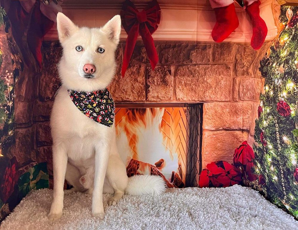 PEACHY CLEAN PETS Updated September 2024 14 Reviews 1410 E Griggs