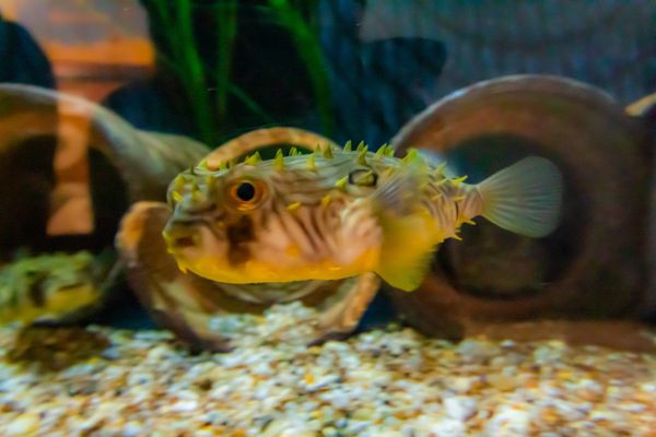 Woods Hole Science Aquarium by null