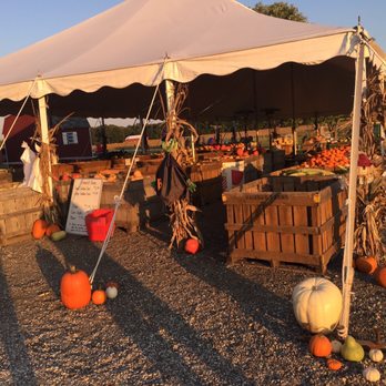 Councell Farms - a tent with pumpkins and gourds - Pumpkin Patches Near Me - Cordova, Maryland