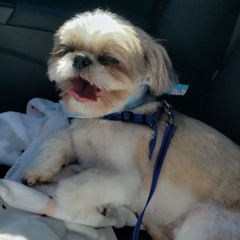 Pampered Pet Grooming & Spa - Pet Groomers Near Me - Tracy, California