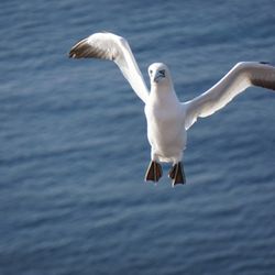 Helgoland Lummenfelsen