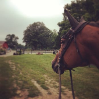 Sport Horse - My horse checking out the beautiful scenery at Sport Horse Inc. - Horseback Riding Near Me - Whitestown, Indiana Sport Horse - My horse checking out the beautiful scenery at Sport Horse Inc. - Horseback Riding Near Me - Whitestown, Indiana