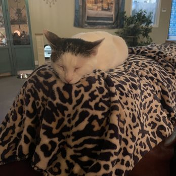 Naughty Cat Cafe - Beyond Sweetness - Coffee & Tea Near Me - Chattanooga, Tennessee Naughty Cat Cafe - Beyond Sweetness - Coffee & Tea Near Me - Chattanooga, Tennessee