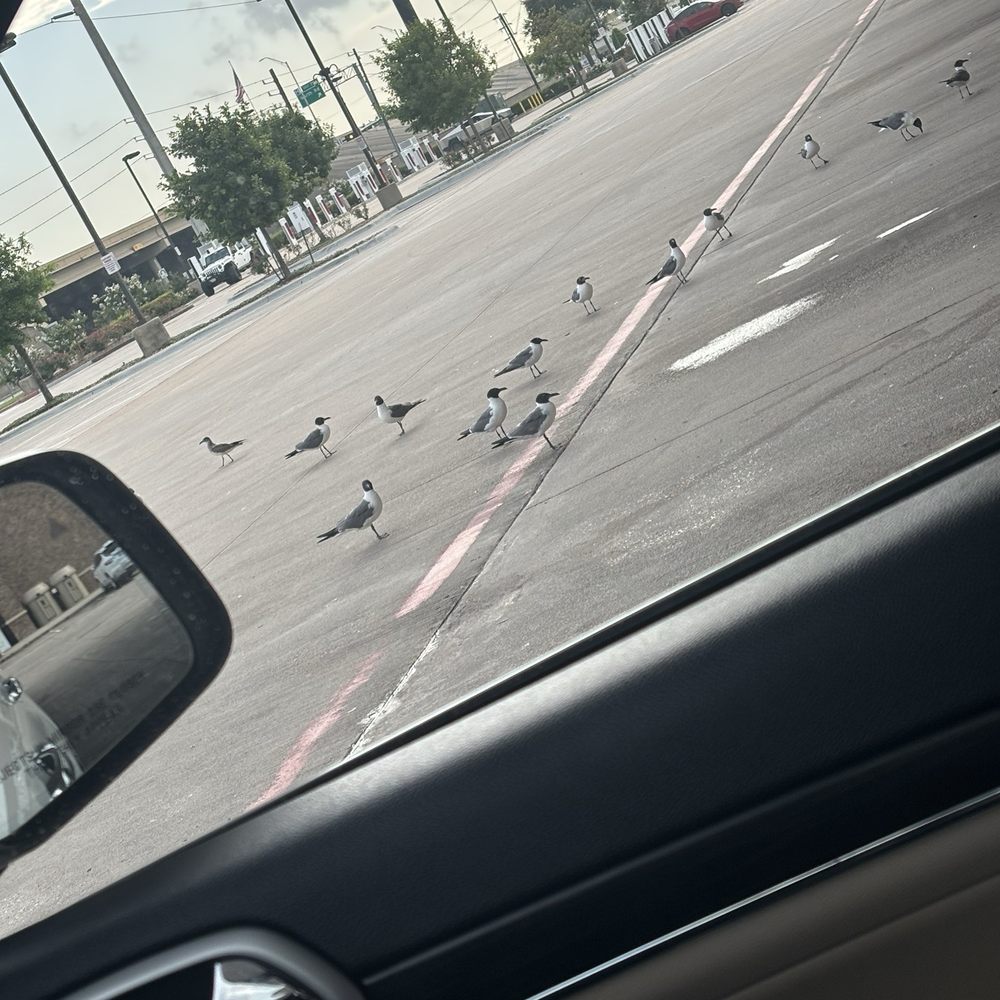 Birds