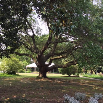 Virginia Zoo - Cool tree. - Zoos Near Me - Norfolk, Virginia Virginia Zoo - Cool tree. - Zoos Near Me - Norfolk, Virginia