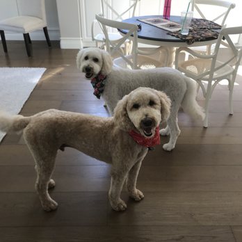 Seashore Pet Spa - Pet Groomers Near Me - San Clemente, California Seashore Pet Spa - Pet Groomers Near Me - San Clemente, California