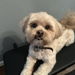 Texas Coalition for Animal Protection - Garland