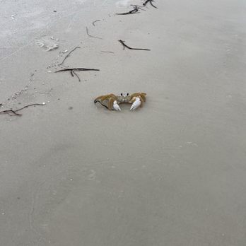 Adventures at Sea - Fun little crab watching us watching him! - Boating Near Me - Panama City Beach, Florida Adventures at Sea - Fun little crab watching us watching him! - Boating Near Me - Panama City Beach, Florida