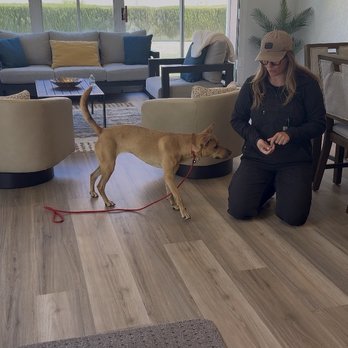 Undercover Alpha K9 - Lauren and Iris - Pet Training Near Me Undercover Alpha K9 - Lauren and Iris - Pet Training Near Me