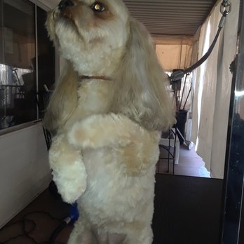 Jackie's Grooming - zoe just had her hair done. - Pet Groomers Near Me - Sunland, California