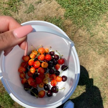 Cherry Hill Orchards Outlet - a person holding a bucket of cherries - Fruits & Veggies Near Me - Lancaster, Pennsylvania