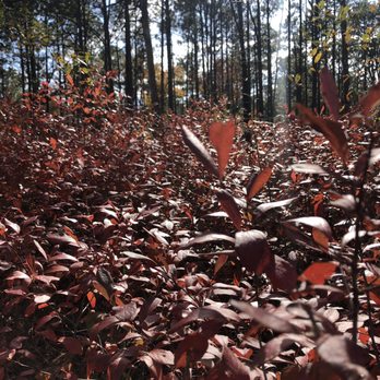Carvers Creek State Park - Fall colors - Hiking Near Me - Spring Lake, North Carolina Carvers Creek State Park - Fall colors - Hiking Near Me - Spring Lake, North Carolina