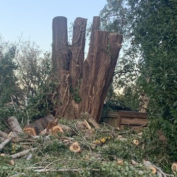 Olympia Tree Team - After.... I asked them to leave the stump. - Tree Services Near Me Olympia Tree Team - After.... I asked them to leave the stump. - Tree Services Near Me